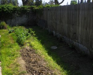 I'm working on being more involved in our backyard garden and learning more about it. This way, we get fresh, healthy food we like right from our own yard.